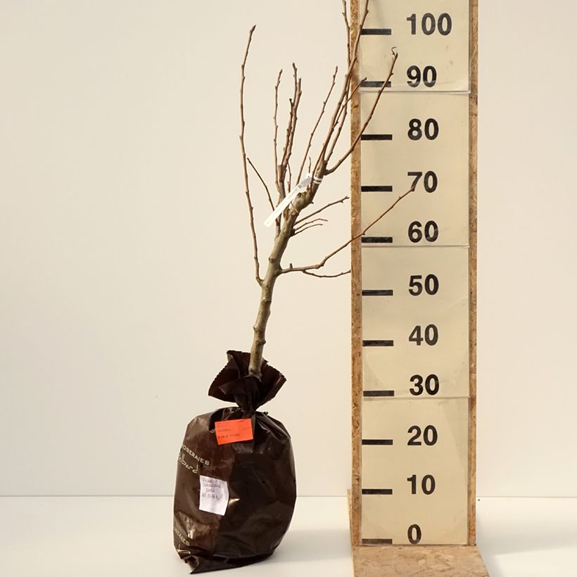 Pero Delbardèlice 'Delété' Zolla 'Pronta da piantare', Vasetto esemplare consegnato in inverno