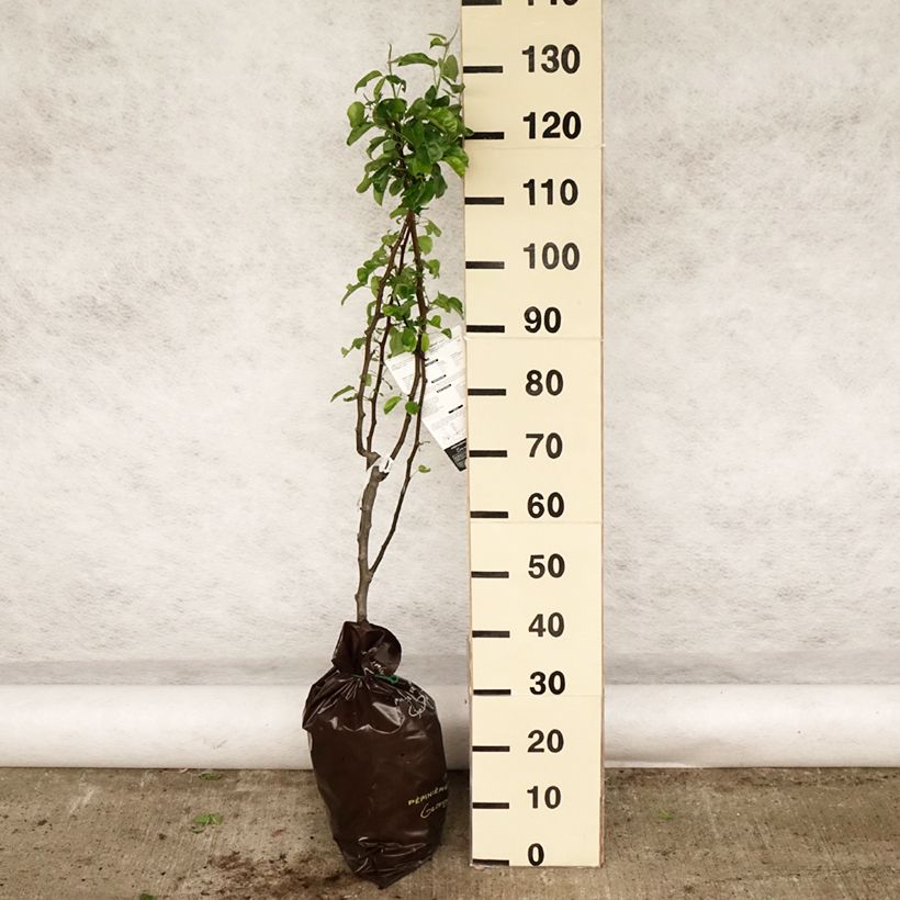 Pero Delbardèlice 'Delété' Zolla 'Pronta da piantare', Vasetto esemplare consegnato in primavera