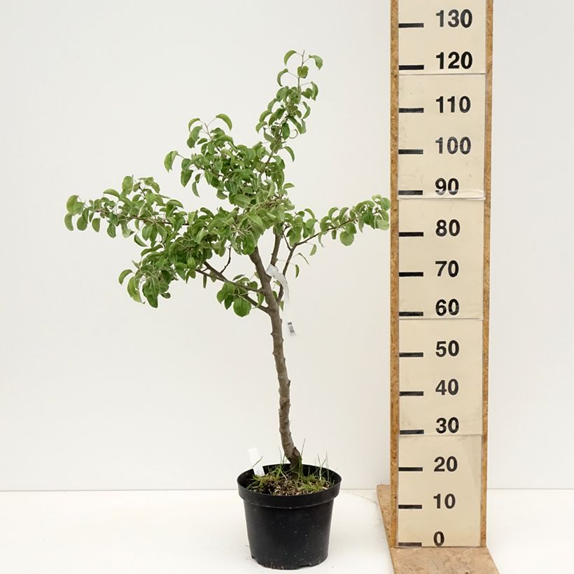 Pero Dubbele Philip Vaso da 7,5L/10L, Vaso impalcato medio esemplare consegnato in primavera