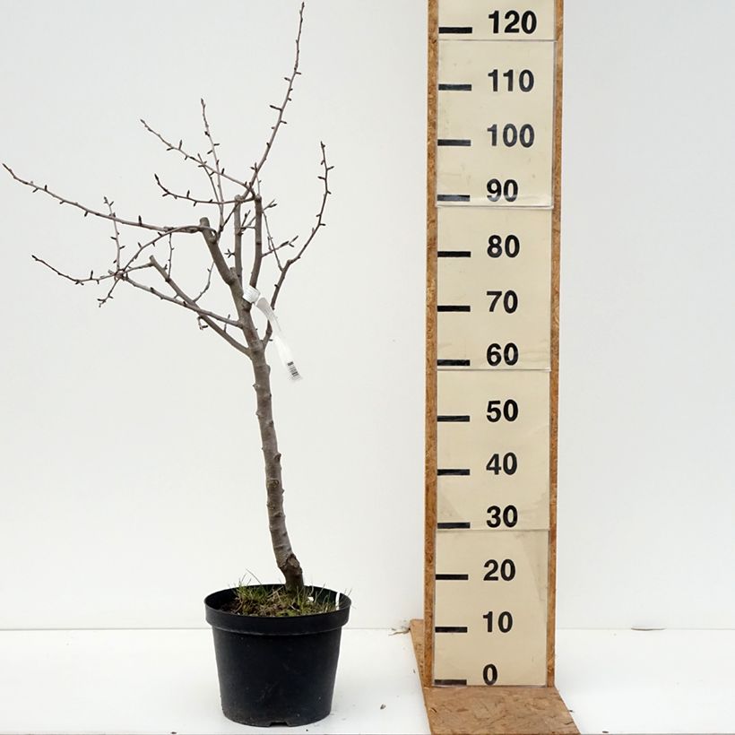 Esemplare di Pero Dubbele Philip Vaso da 7,5L/10L, Vaso impalcato medio come consegnato in autunno