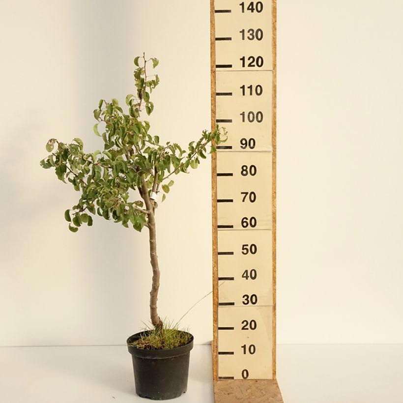 Esemplare di Pero Dubbele Philip Vaso da 7,5L/10L, Vaso impalcato medio consegnato in estate