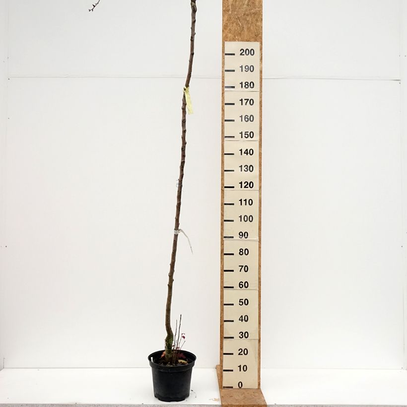 Esemplare di Pero Durondeau Vaso da 7,5L/10L, Vaso impalcato alto come consegnato in autunno