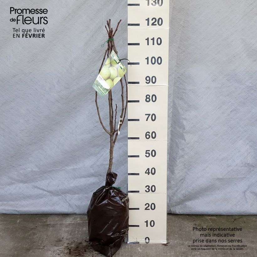 Pero Fertilia Delbard Delwilmor Zolla 'Pronta da piantare', Vasetto esemplare consegnato in inverno