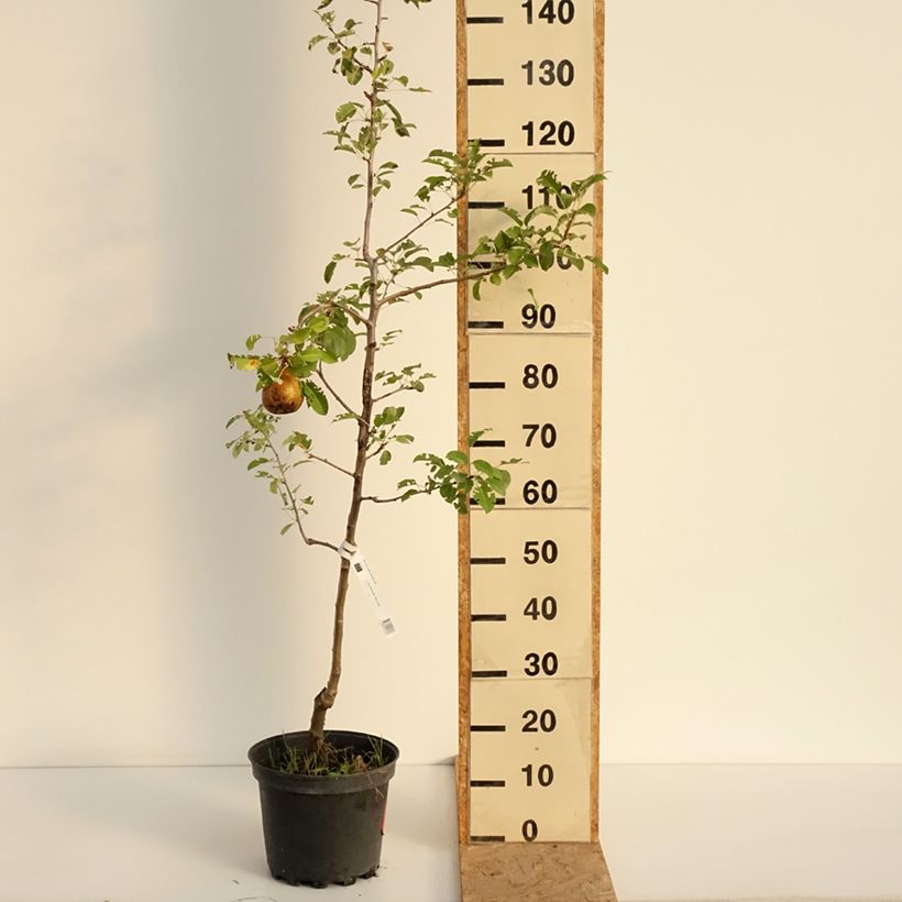 Esemplare di Pero General Leclerc Vaso da 7,5L/10L, Astone consegnato in estate