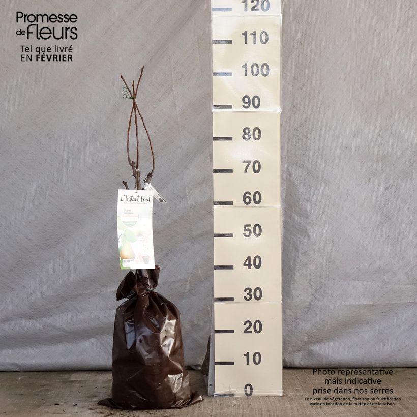 Pero nano Belle Helene Zolla 'Pronta da piantare', Vaso impalcato basso esemplare consegnato in inverno