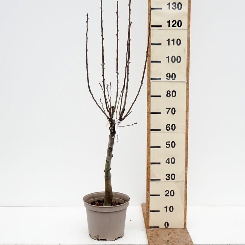 Pero nano Belle Helene Vaso da 7,5L/10L, Vaso impalcato basso esemplare consegnato in inverno