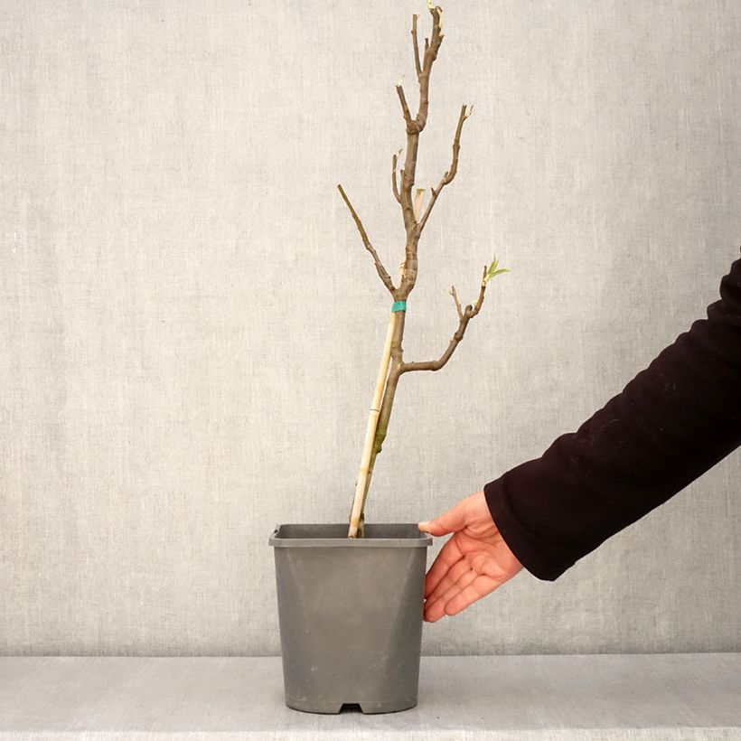 Pero nano Fruit Me Pear Me Conférence Vaso da 4L/5L, Nano esemplare consegnato in primavera