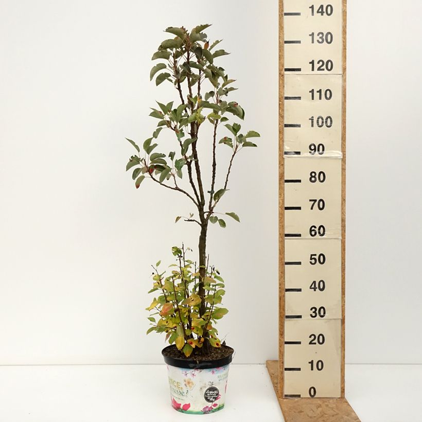Esemplare di Pero nano Garden Pearl Vaso da 6L/7L, Nano come consegnato in autunno