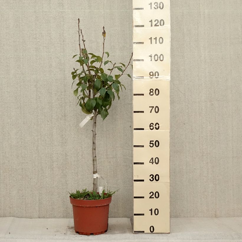 Esemplare di Pero General Leclerc Vaso da 7,5L/10L, Vasetto come consegnato in autunno