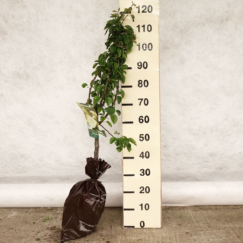 Pero Sucree de Montluçon Zolla 'Pronta da piantare', Vasetto esemplare consegnato in primavera