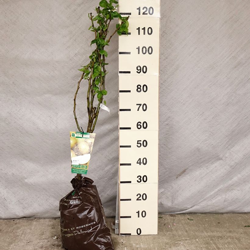 Pero Super Comice Delbard 'Delbias' Zolla 'Pronta da piantare', Vasetto esemplare consegnato in primavera