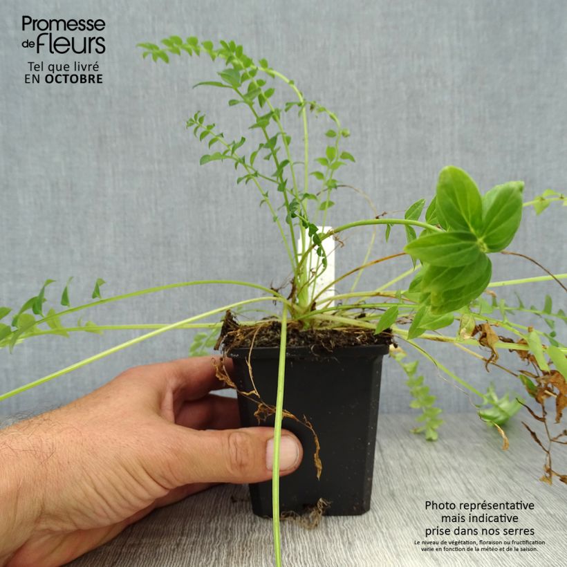 Esemplare di Polemonium caeruleum Album - Valeriana greca Vasetto da 8/9 cm come consegnato in autunno