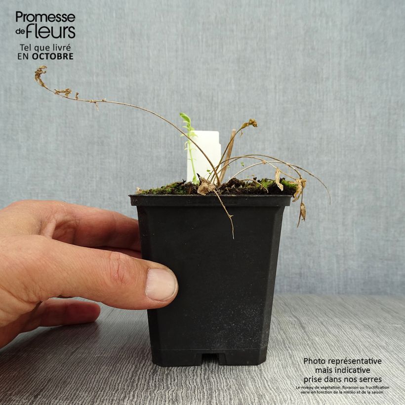 Esemplare di Polemonium caeruleum Brise d'Anjou - Valeriana greca Vasetto da 8/9 cm come consegnato in autunno