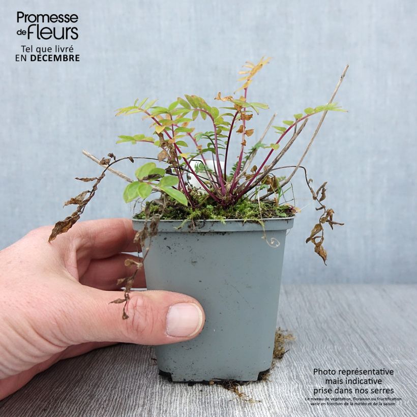 Esemplare di Polemonium caeruleum Lambrook Mauve - Valeriana greca Vasetto da 8/9 cm come consegnato in autunno