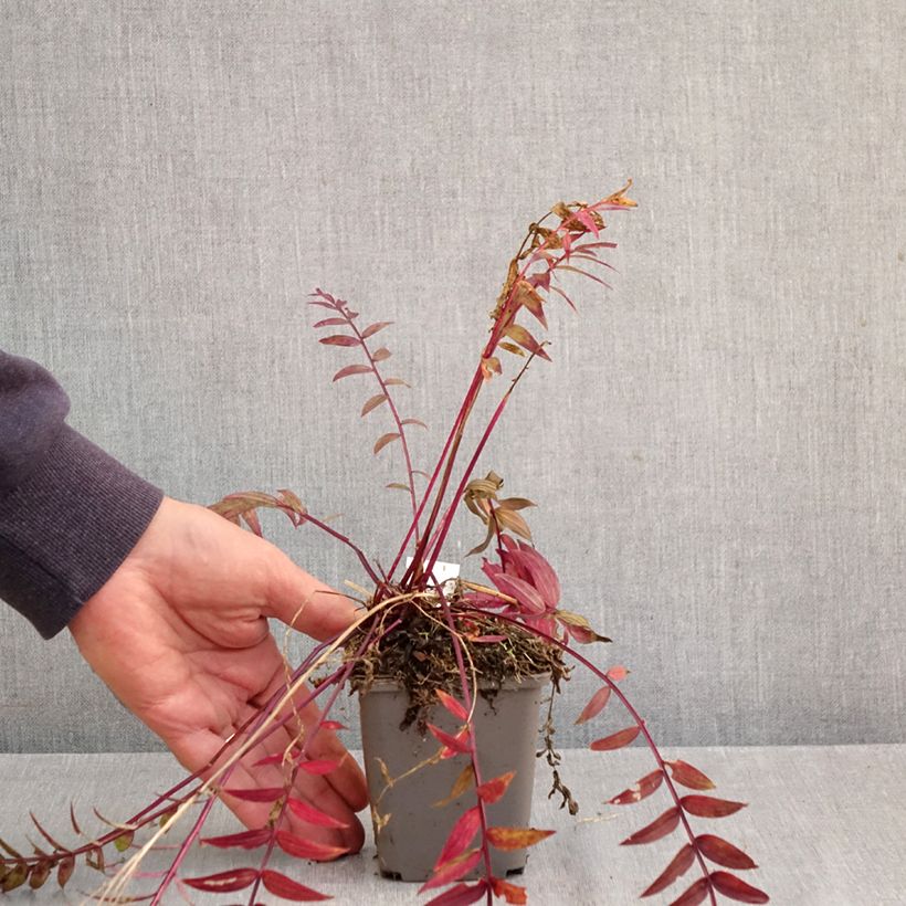 Esemplare di Polemonium Heaven Scent Vasetto da 8/9 cm come consegnato in autunno