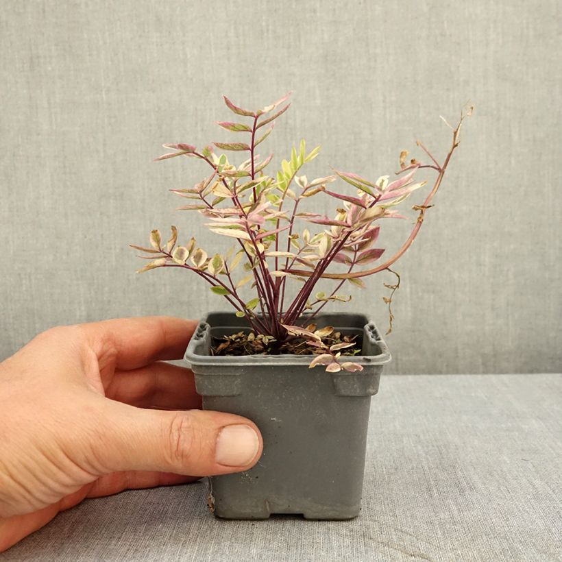 Esemplare di Polemonium pulcherrimum Golden Feathers Vasetto da 8/9 cm consegnato in estate