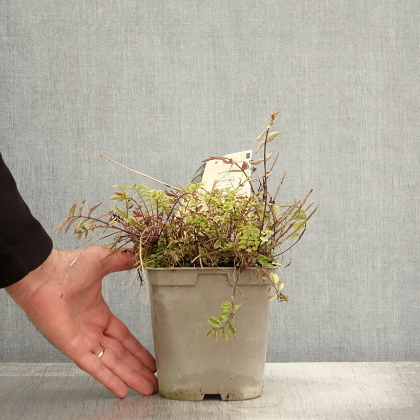 Esemplare di Polemonium pulcherrimum Golden Feathers Vaso da 2L/3L come consegnato in autunno