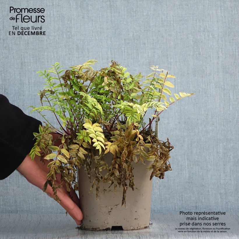 Polemonium pulcherrimum Golden Feathers Vaso da 2L/3L esemplare consegnato in inverno