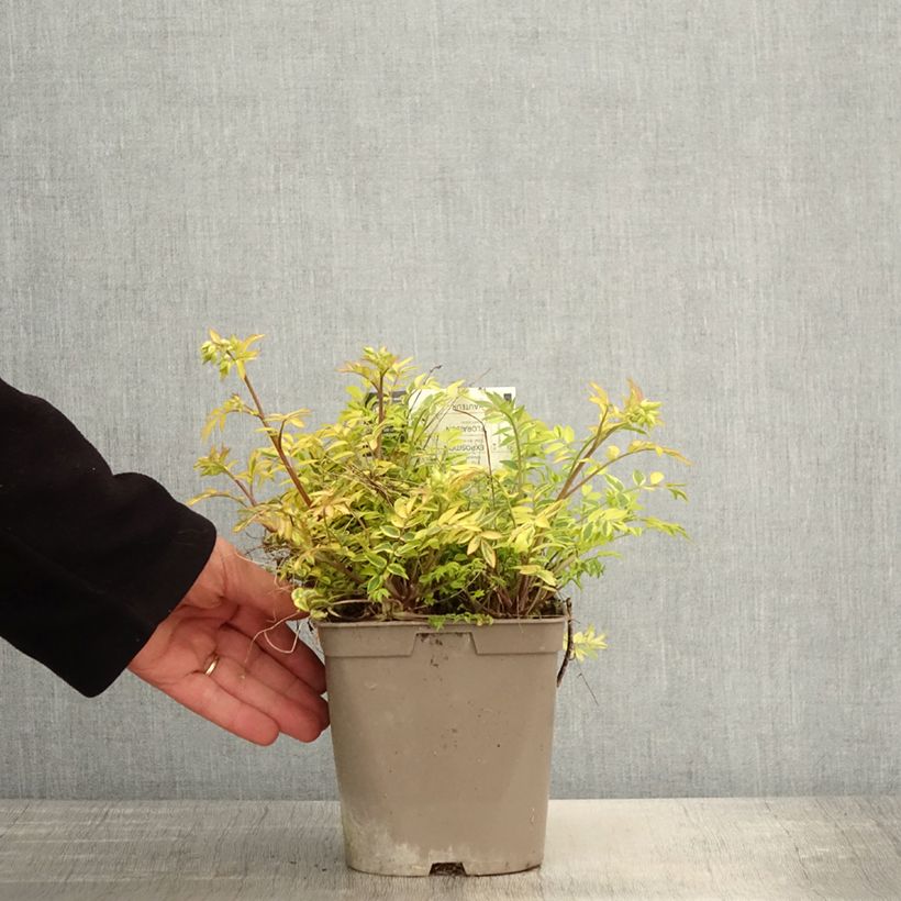 Polemonium pulcherrimum Golden Feathers Vaso da 2L/3L esemplare consegnato in primavera