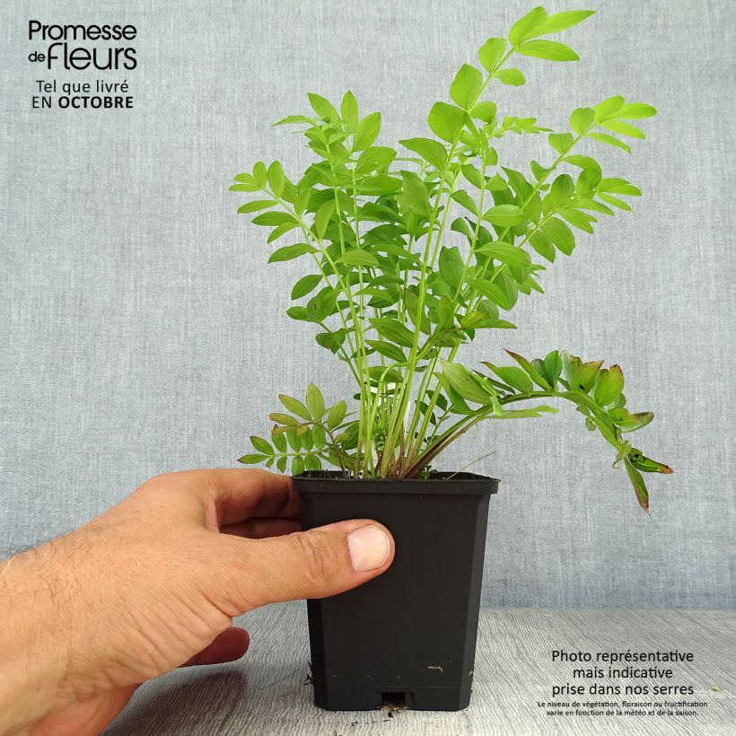 Esemplare di Polemonium reptans Blue Pearl Vasetto da 8/9 cm come consegnato in autunno