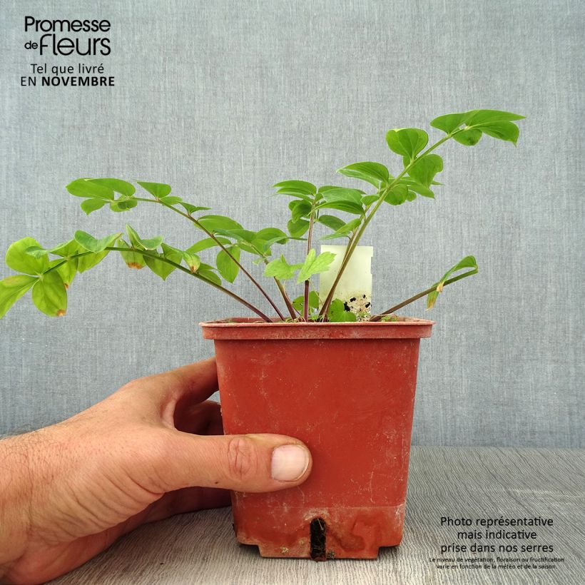 Esemplare di Polemonium reptans Stairway to Heaven Vaso da 1L/1,5L come consegnato in autunno