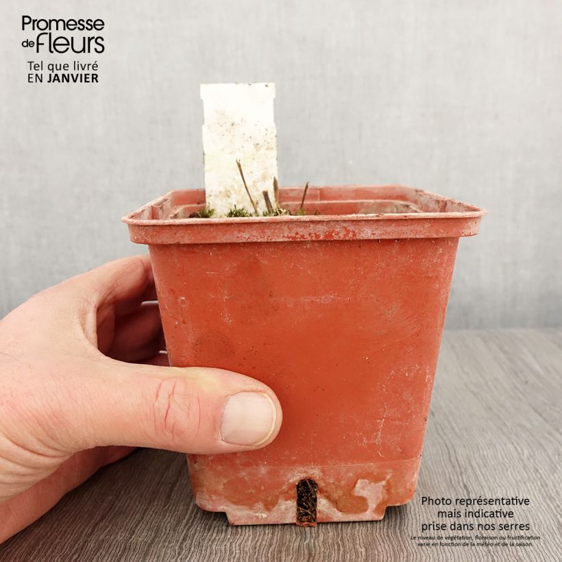 Polemonium reptans Stairway to Heaven Vaso da 1L/1,5L esemplare consegnato in inverno