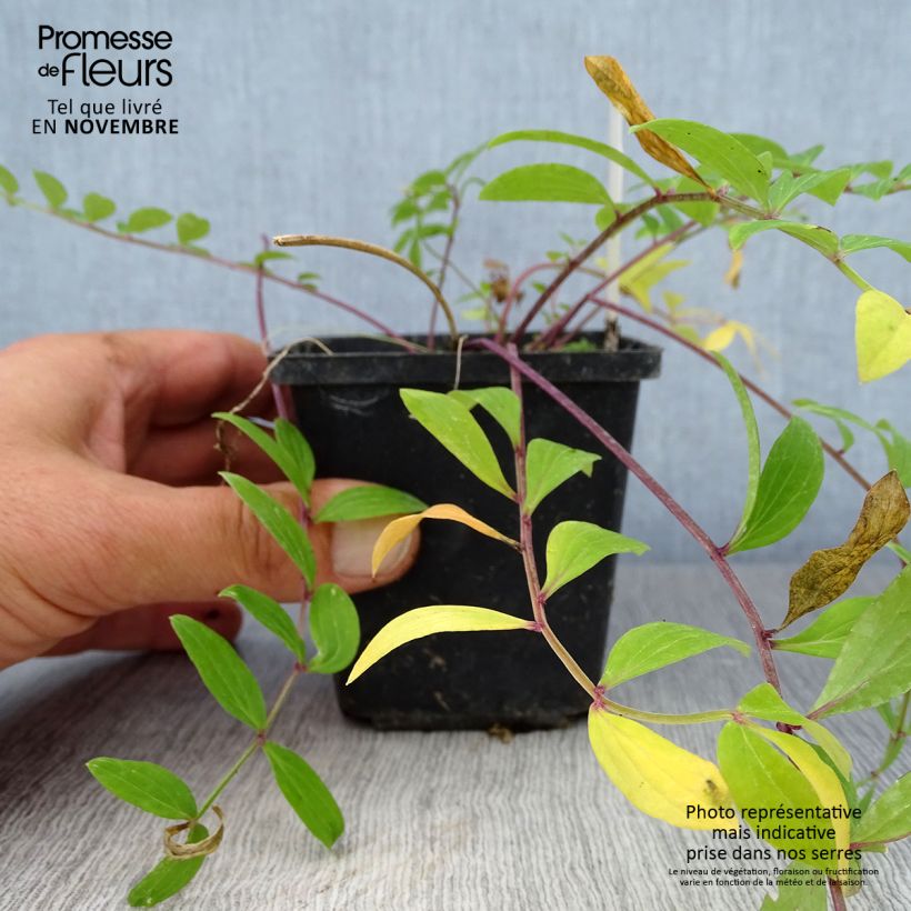 Esemplare di Polemonium reptans Vasetto da 8/9 cm come consegnato in autunno