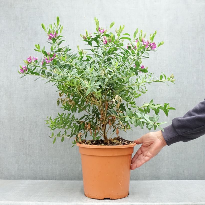 Polygala myrtifolia Vaso da 7,5L/10L esemplare consegnato in primavera