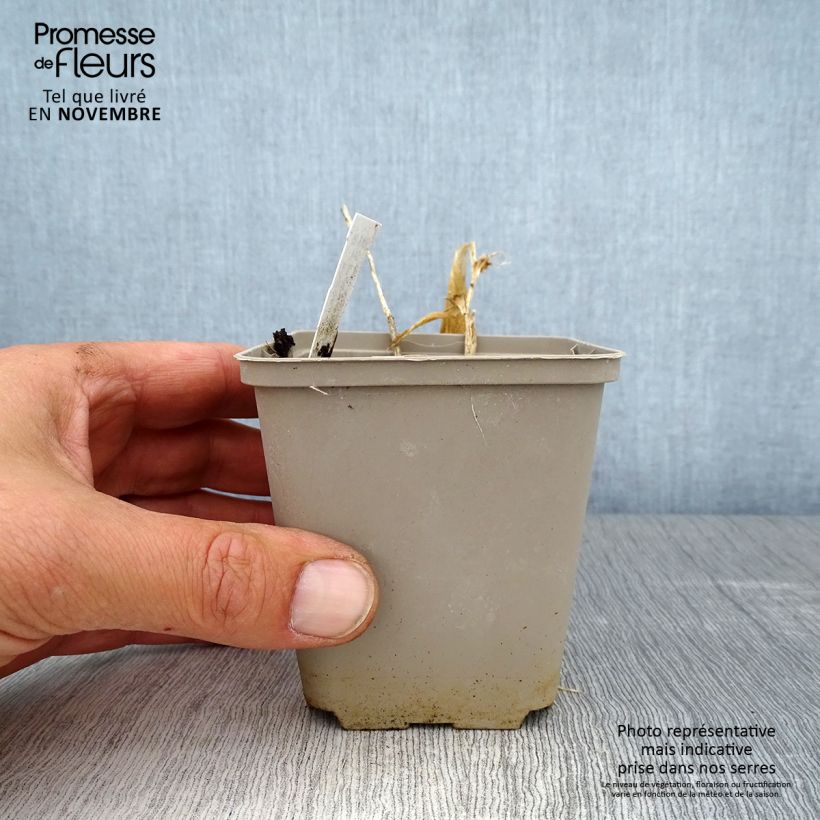 Esemplare di Polygonatum humile - Sigillo di Salomone Vasetto da 8/9 cm come consegnato in autunno