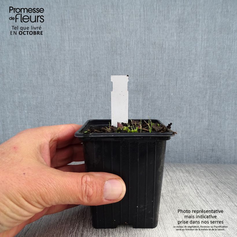 Esemplare di Polygonatum Weihenstephan - Sigillo di Salomone Vasetto da 8/9 cm come consegnato in autunno