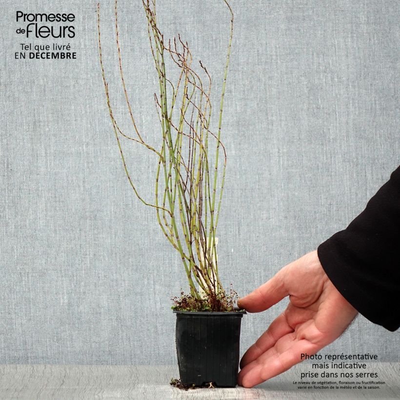 Esemplare di Polygonum scoparium - Poligono scopario Vasetto da 8/9 cm come consegnato in autunno