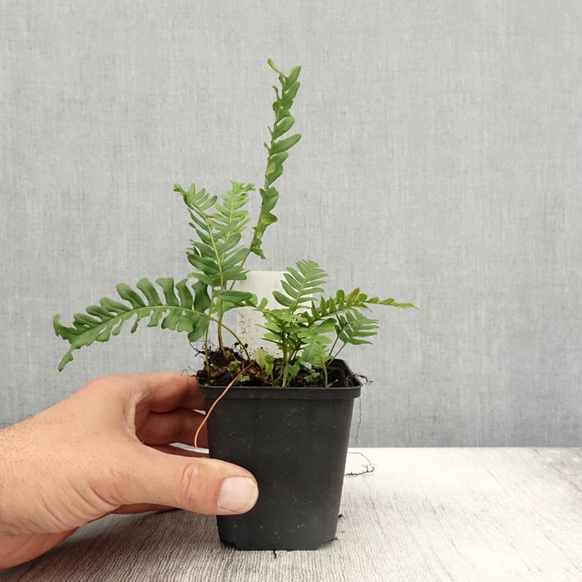 Esemplare di Polypodium vulgare Bifido Multifidum - Polipodio comune Vasetto da 8/9 cm come consegnato in autunno