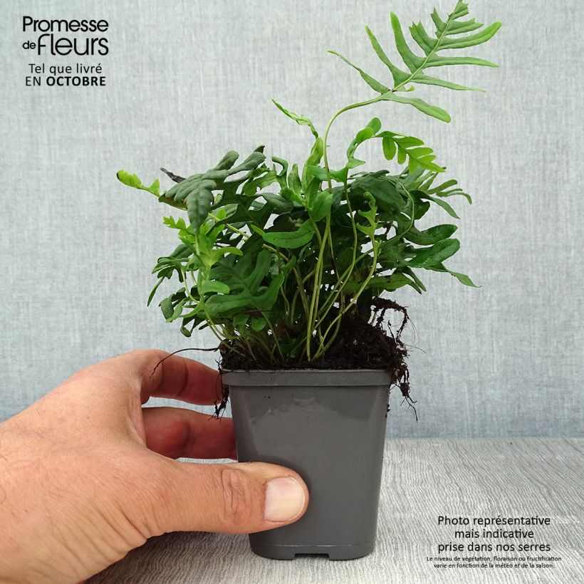 Esemplare di Polypodium vulgare - Polipodio comune Vasetto da 8/9 cm come consegnato in autunno