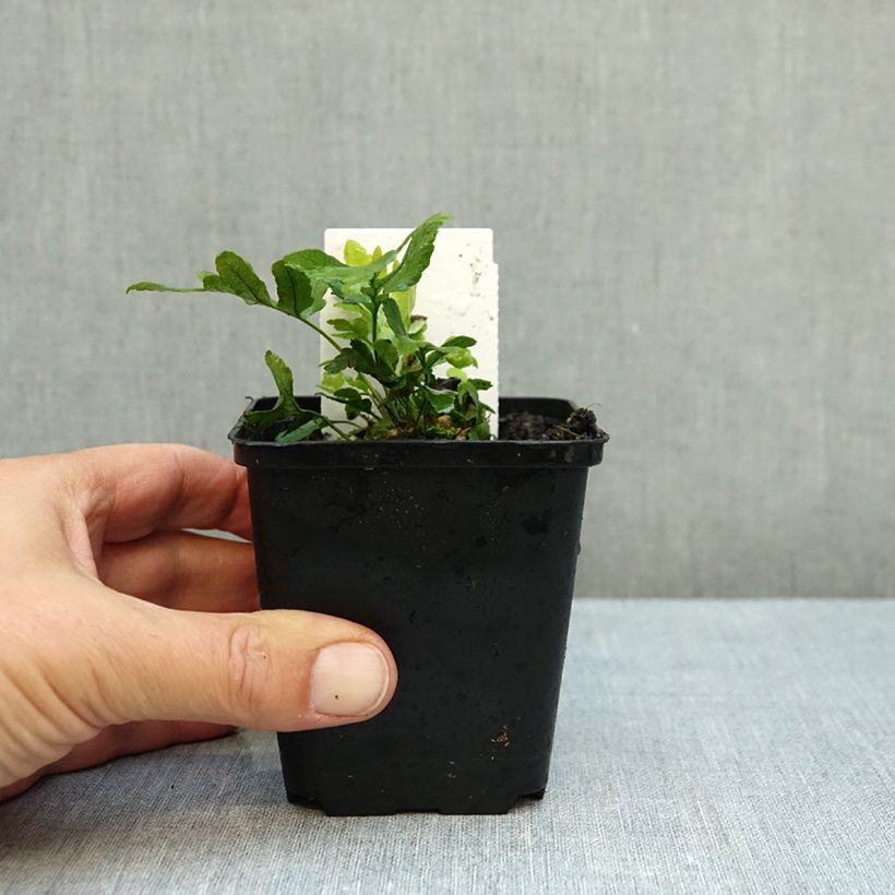 Esemplare di Polypodium cambricum Whitley Giant - Polipodio meridionale Vasetto da 8/9 cm come consegnato in autunno