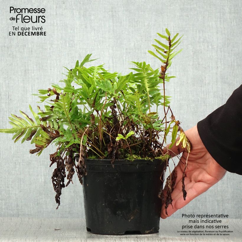 Polypodium cambricum Whitley Giant - Polipodio meridionale Vaso da 2L/3L esemplare consegnato in inverno