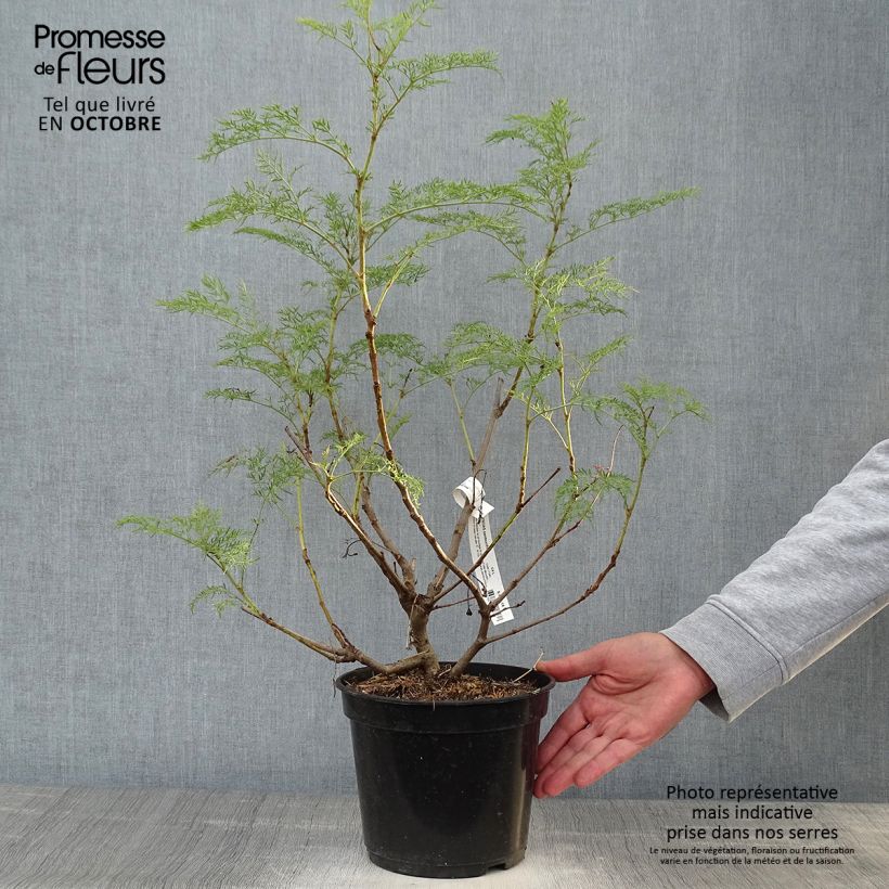 Esemplare di Polyscias sambucifolia Vaso da 4L/5L come consegnato in autunno