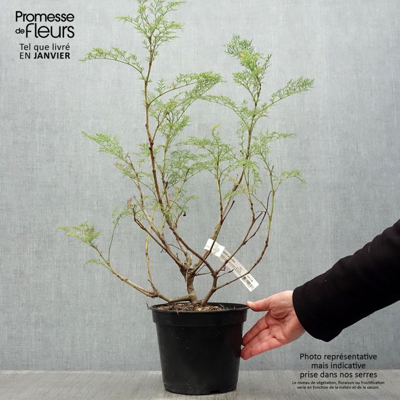Polyscias sambucifolia Vaso da 4L/5L esemplare consegnato in inverno