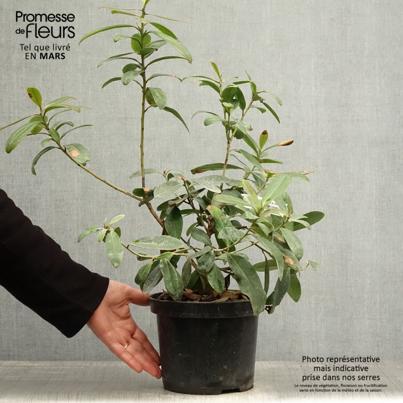 Polyspora axillaris - Gordonia Vaso da 3L/4L esemplare consegnato in primavera