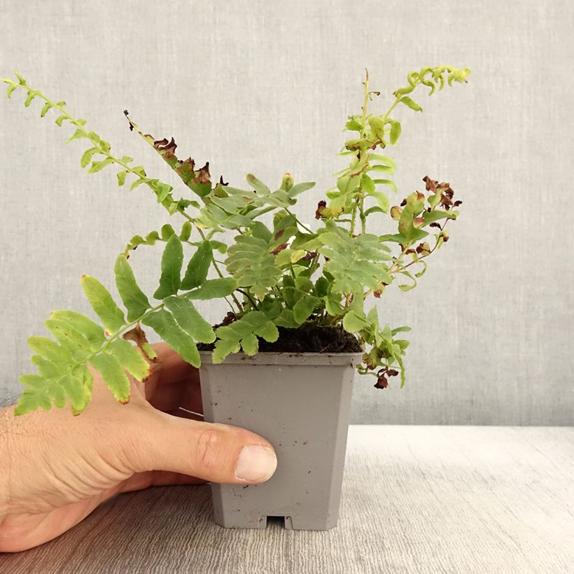 Esemplare di Polystichum acrostichoides Vasetto da 8/9 cm come consegnato in autunno
