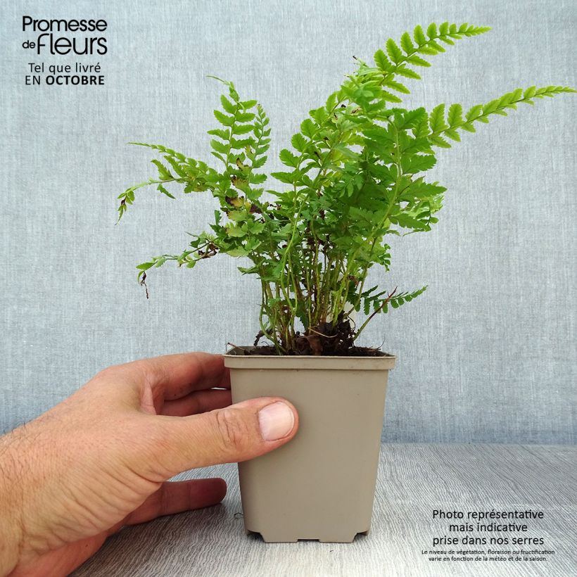Esemplare di Polystichum aculeatum - Felce aculeata Vasetto da 8/9 cm come consegnato in autunno