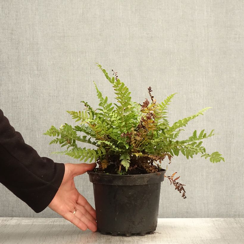 Esemplare di Polystichum aculeatum - Felce aculeata Vaso da 2L/3L come consegnato in autunno