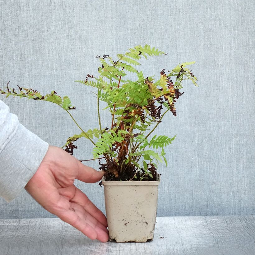 Esemplare di Polystichum braunii - Felce di Braun Vasetto da 8/9 cm come consegnato in autunno