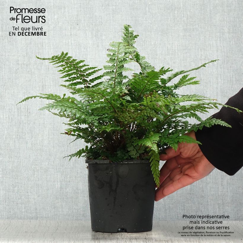 Polystichum makinoi Vaso da 2L/3L esemplare consegnato in inverno