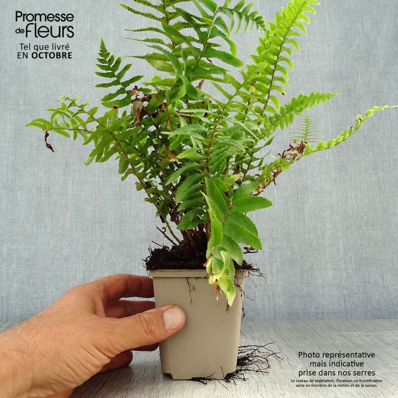 Esemplare di Polystichum munitum Vasetto da 8/9 cm come consegnato in autunno