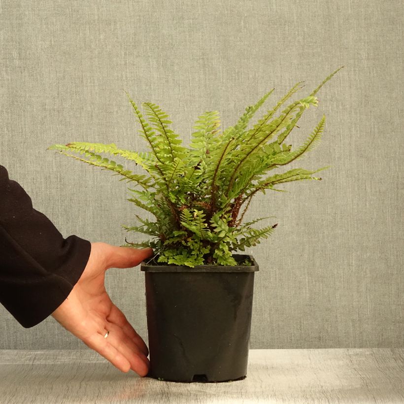 Esemplare di Polystichum neolobatum Vaso da 2L/3L come consegnato in autunno