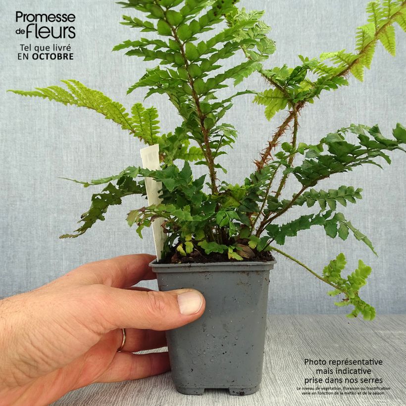 Esemplare di Polystichum polyblepharum Vasetto da 8/9 cm come consegnato in autunno