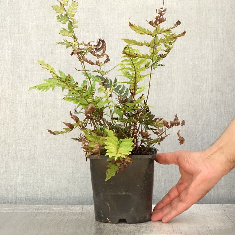 Esemplare di Polystichum rigens Vaso da 2L/3L come consegnato in autunno