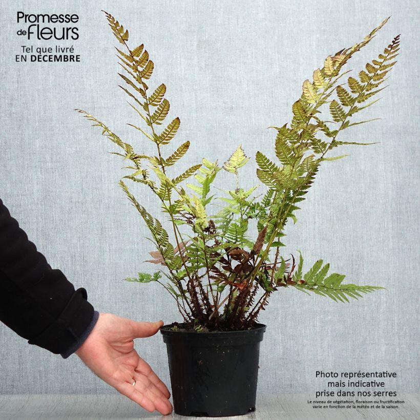 Polystichum rigens Vaso da 2L/3L esemplare consegnato in inverno