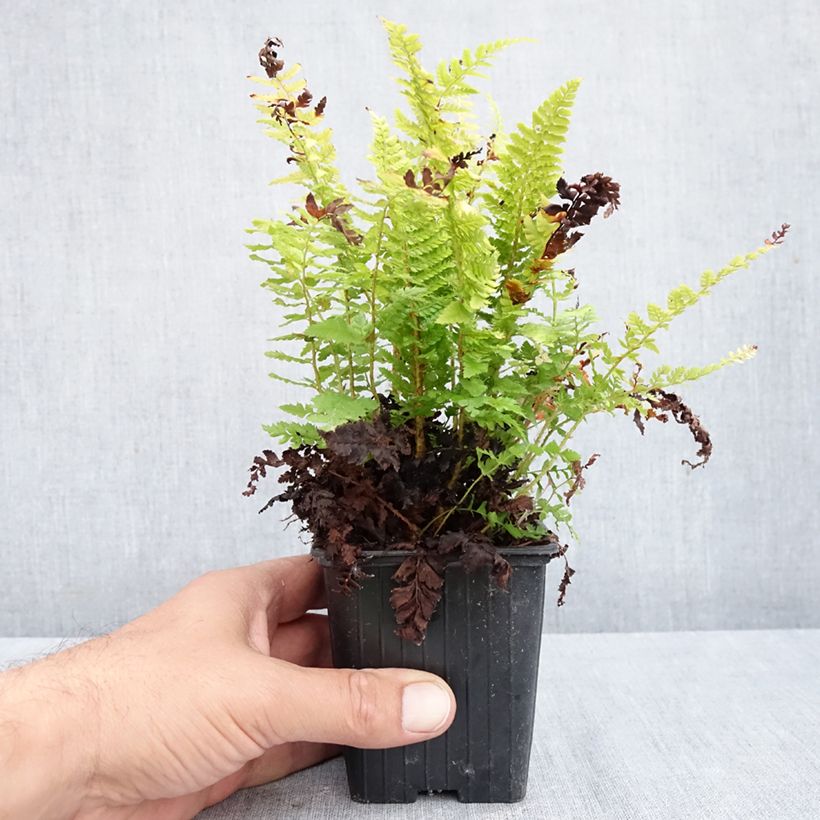 Esemplare di Polystichum setiferum Densum - Felce setifera Vasetto da 8/9 cm come consegnato in autunno