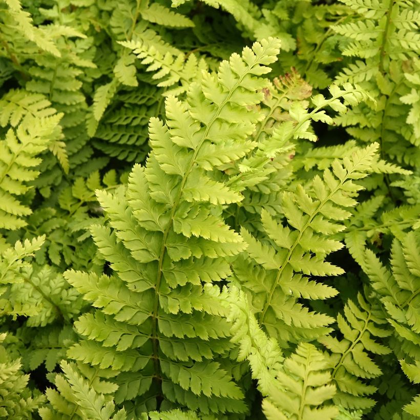 Polystichum setiferum Densum - Felce setifera (Fogliame)